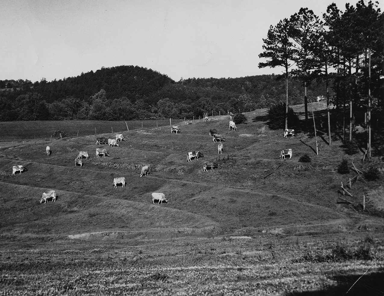 IV. Cows in pasture